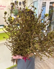 Форзиция, цветущая ветка