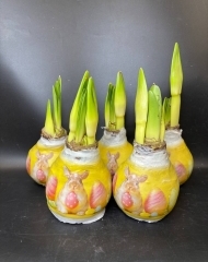 Луковицы амариллиса в воске с кроликом в ассортименте