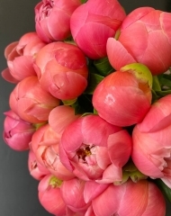 Пион Корал Шарм