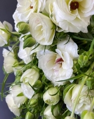 Ранункулюс (лютик) Баттерфляй