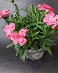 Гвоздика Шабо в горшке в ассортименте