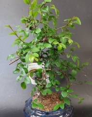 Бонсай Зелкова (Вяз мелколистный)
