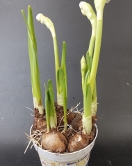 Нарциссы в кашпо 