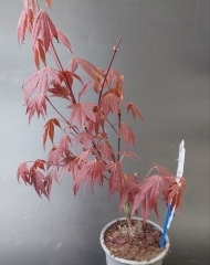 Клен бонсай