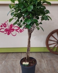 Фикус Микрокарпа Моклейм (Мокламе) (h107/d23)