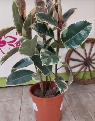 Фикус Тинеке (h95/d27)