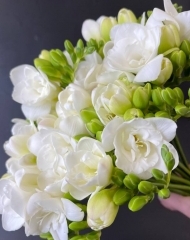 Фрезия в ассортименте