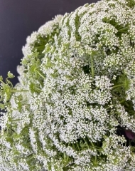 Амми большая