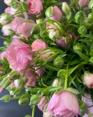 Ранункулюс (лютик) Баттерфляй Ариадна