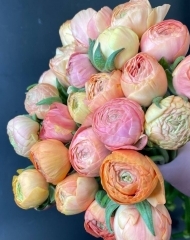 Ранункулюс (лютик) Сальмон