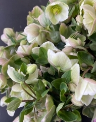 Хелеборус (Морозник, или Зимовник)