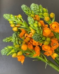 Орнитогалум