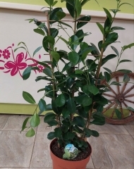 Фикус Микрокарпа Моклейм (Мокламе) (h120)