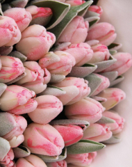 Тюльпан Антарктика шуга кенди