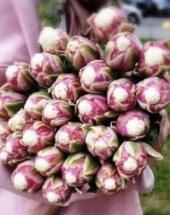 Тюльпан Айскрим 