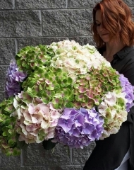 Гортензия в ассортименте