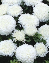 Хризантема Антонов