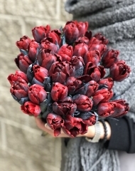 Тюльпан пионовидный Amsterdamet