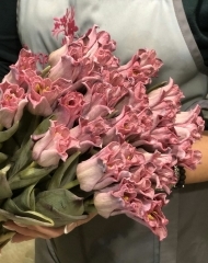 Тюльпан Мулин Руж