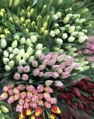 Тюльпан микс, Польша