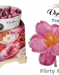 Тюльпан Flirty pink 