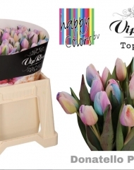 Тюльпан Donatello Pastel
