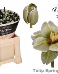 Тюльпан Springfield