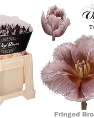 Тюльпан Fringed Brownies