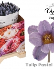 Тюльпан Pastel Violet