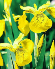 Ирис желтый