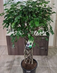 Фикус Регина