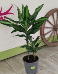 Драцена Голд (2 ствола)