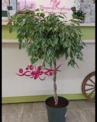 Фикус Сафрана