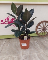 Фикус Абиджан