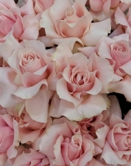 Французская роза розовая 