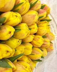 Тюльпан Редемпшен пионовидный 