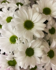 Хризантема Баккарди белая кустовая