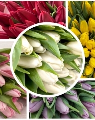Тюльпан в ассортименте