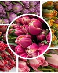 Тюльпан пионовидный в ассортименте