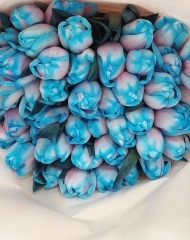 Тюльпан (крашенный)