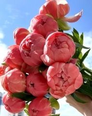 Пион Корал Сансет