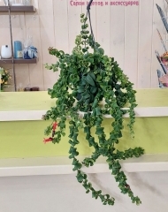 Эсхинантус