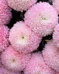 Хризантема Супербоул Пастель Пинк