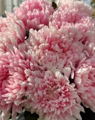 Хризантема Антонов Пинк Пастель