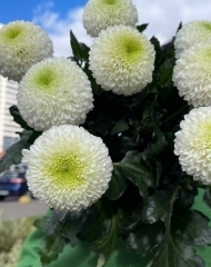 Хризантема Матч Поинт