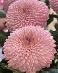 Хризантема Момоко