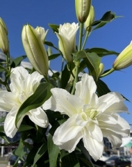 Лилия махровая