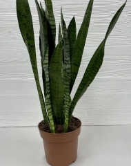 Сансевиерия 