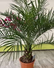 Финик Робелена (карликовая финиковая пальма, Робелини)