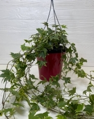 Хедера в подвесном кашпо